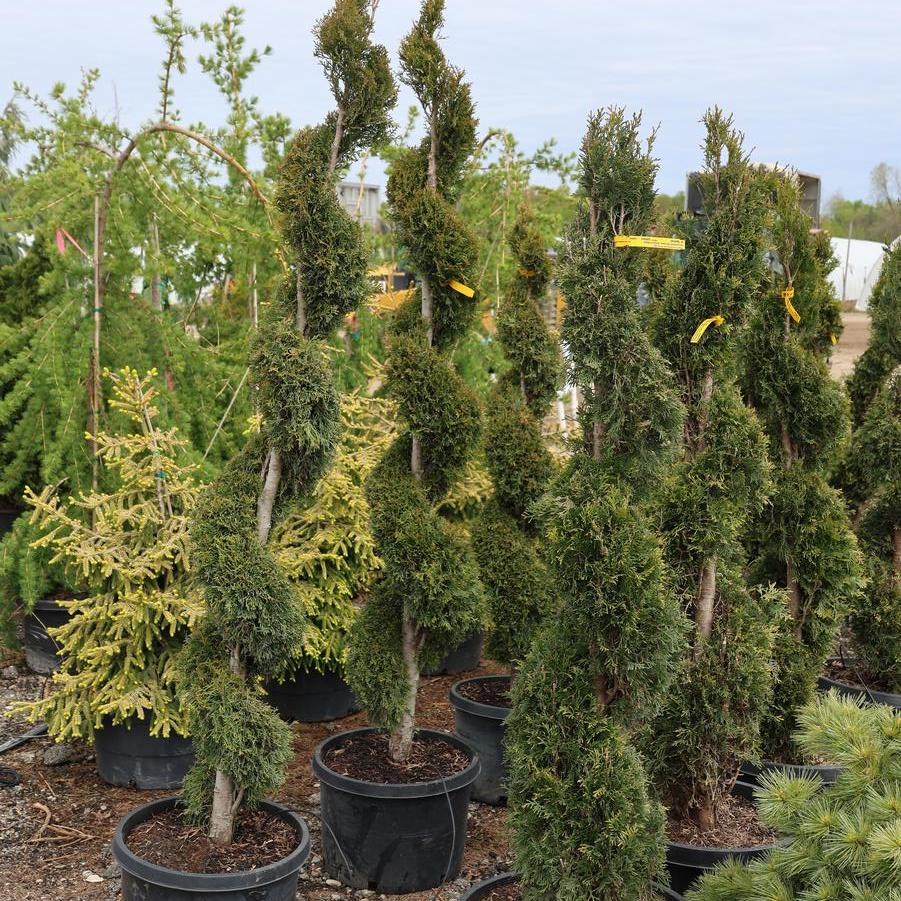 Thuja occidentalis Emerald