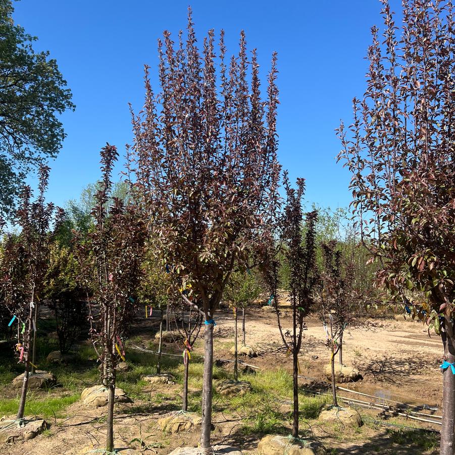 Malus Velvet Pillar