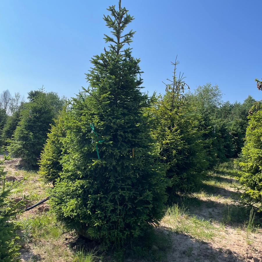 Picea Abies Natural
