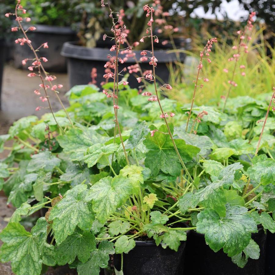 Heuchera Berry Timeless