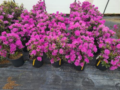 Rhododendron PJM Elite Star