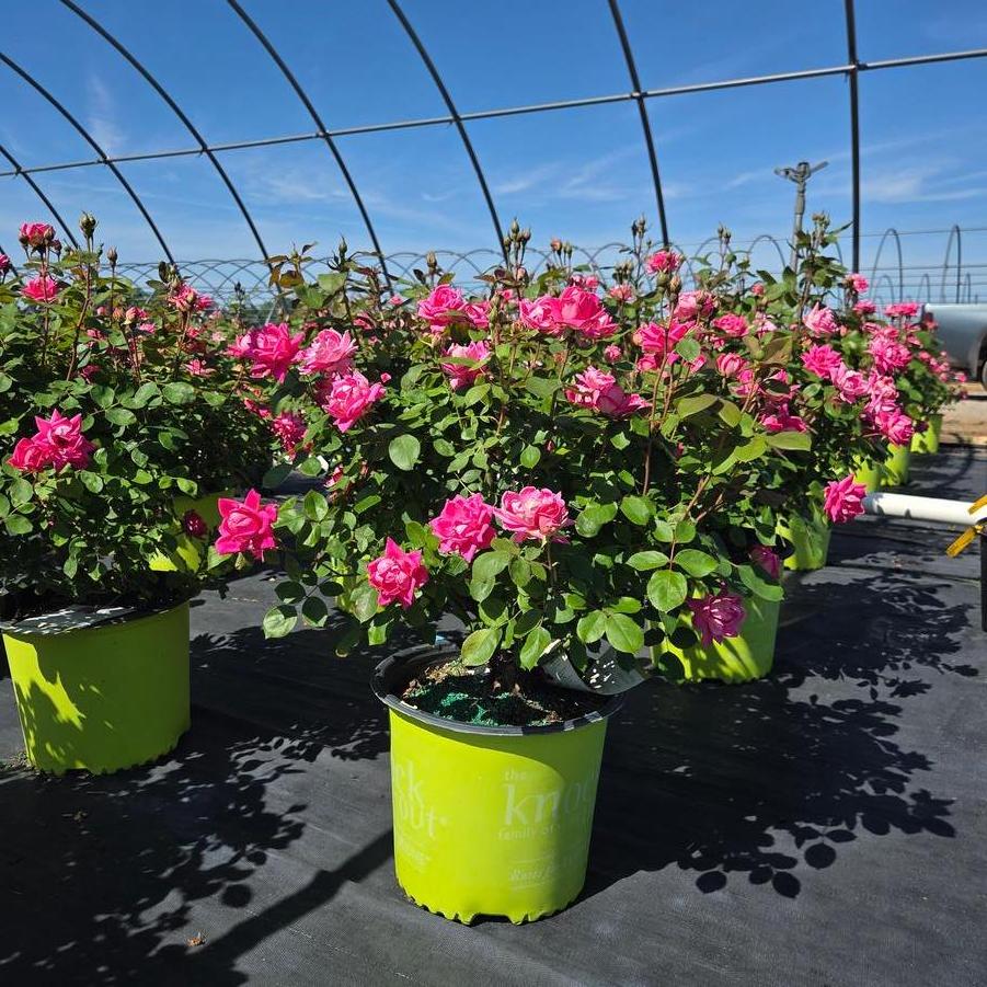 Rosa Knock Out&reg; Blushing