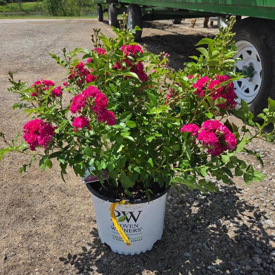 Rosa Oso Easy Peasy&reg;