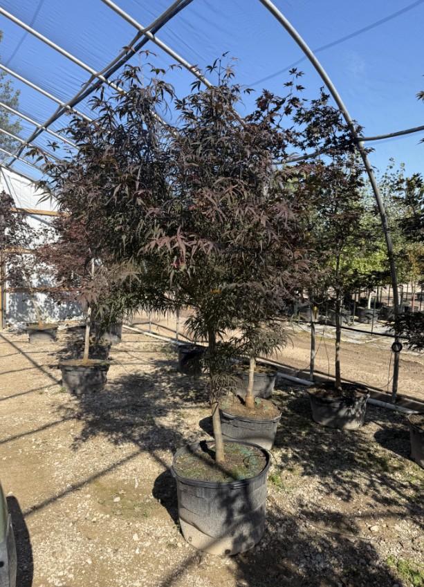 Acer palmatum f. linearilobum Hubb's Red Willow