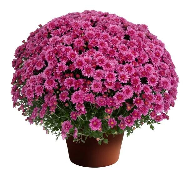 Chrysanthemum x morifolium Cheryl&trade; Pink Improved