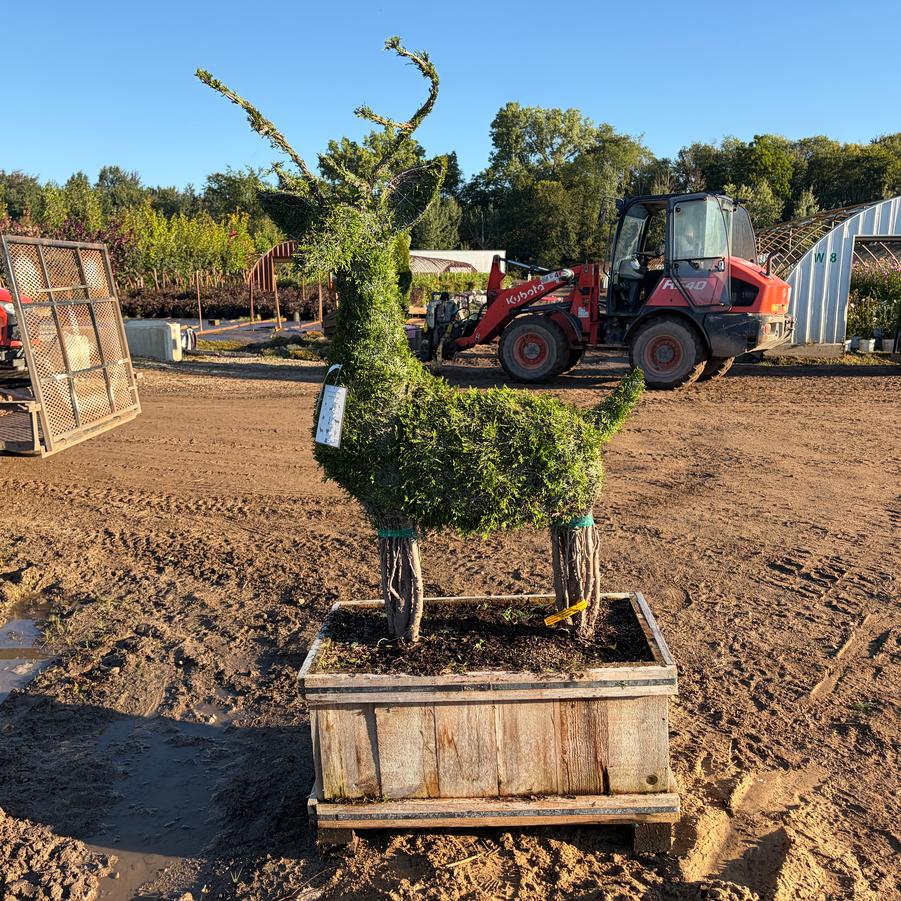 Thuja Smaragd Sculptured Deer