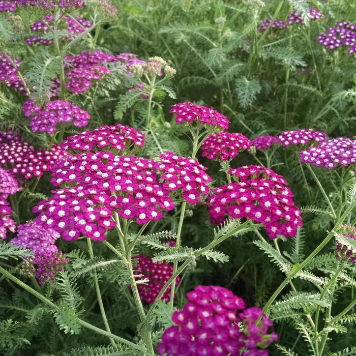 Achillea millefolium New Vintage&trade; Violet