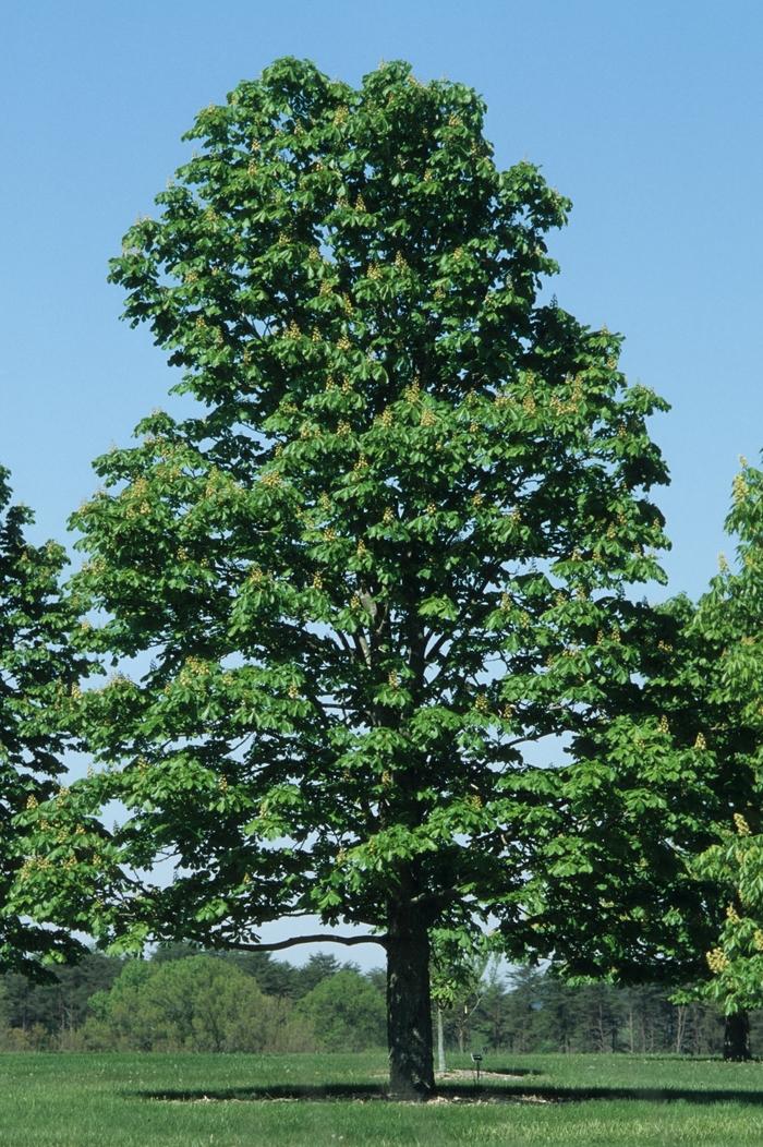 Aesculus hippocastanum Baumannii