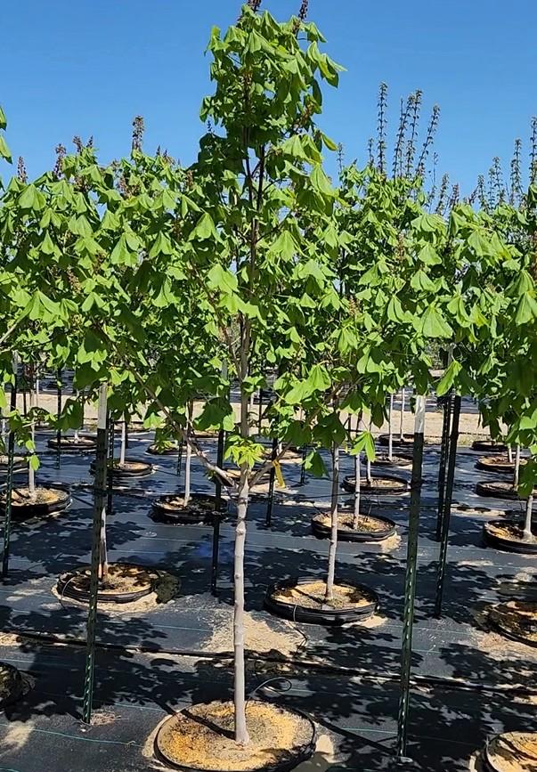 Aesculus x carnea 'Ft. McNair' - Red Horsechestnut from Great Lakes Landscape Supply