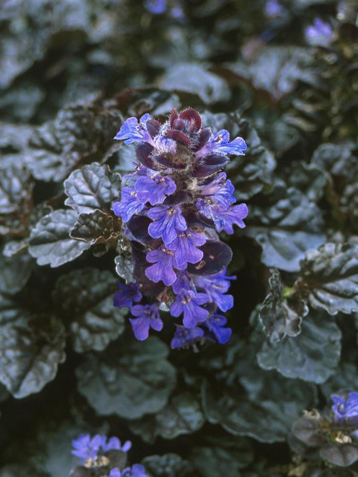Ajuga reptans Walberton's&reg; Black Scallop
