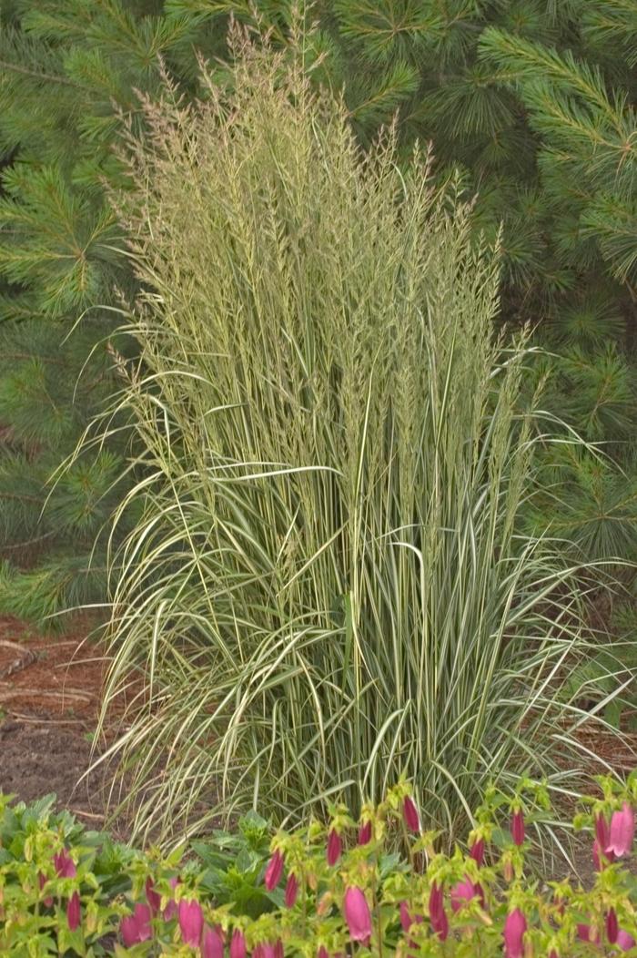 Calamagrostis acutiflora Avalanche