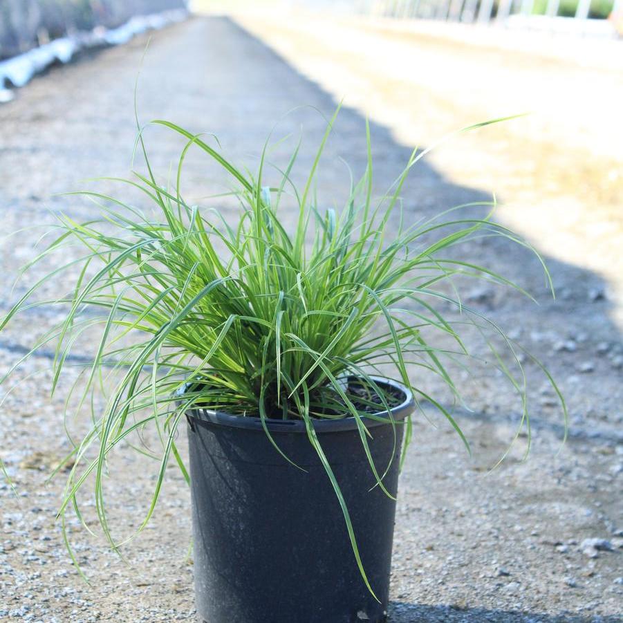 Carex dolichostachya Gold Fountains