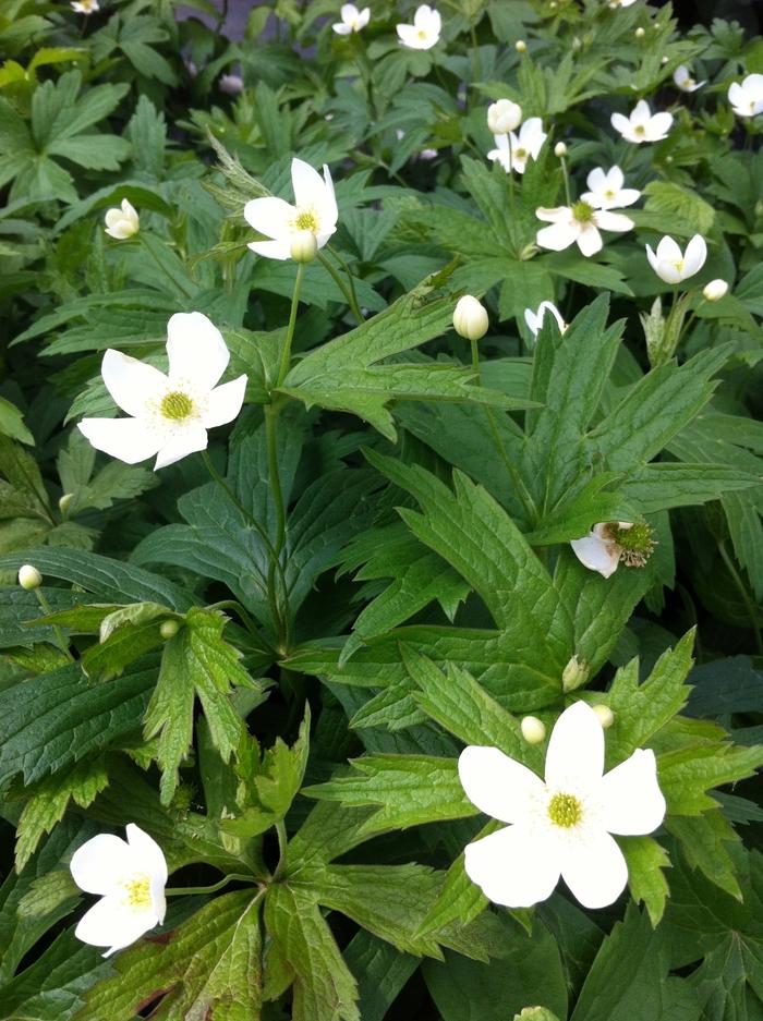 Anemone canadensis 