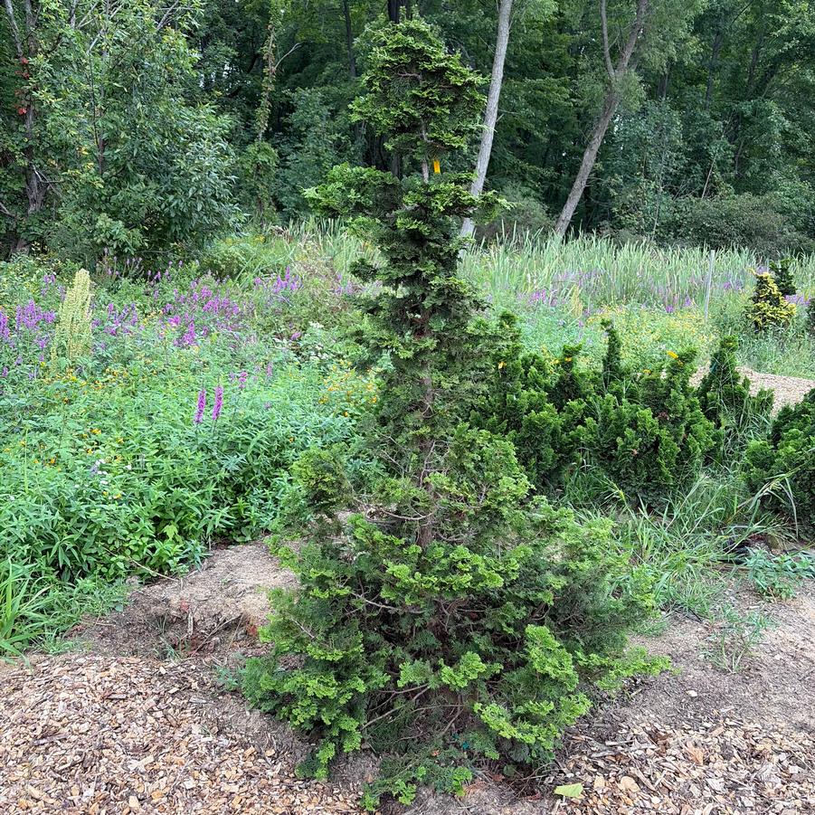 Chamaecyparis obtusa Iseli Green