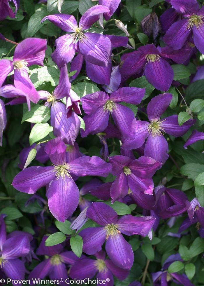 Clematis Happy Jack&reg; Purple