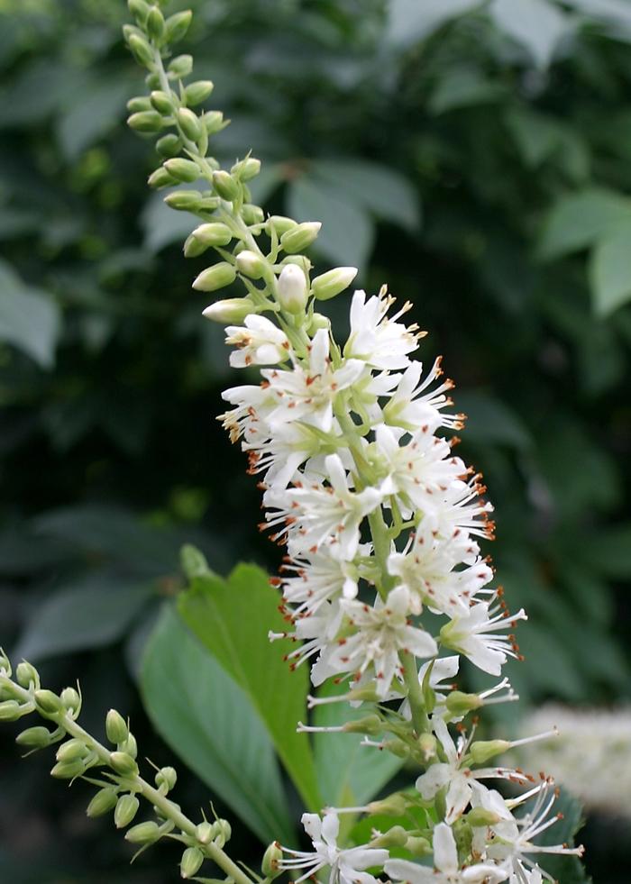 Clethra alnifolia Sugartina&reg;