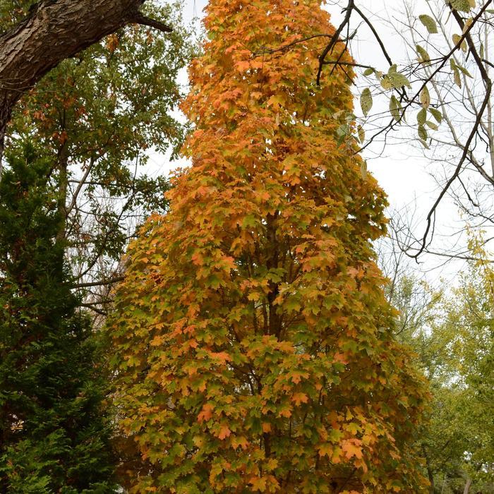 Acer saccharum Apollo&reg;