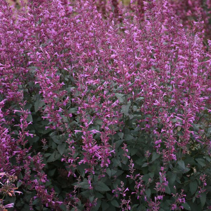 Agastache Meant to Bee&trade; Royal Raspberry