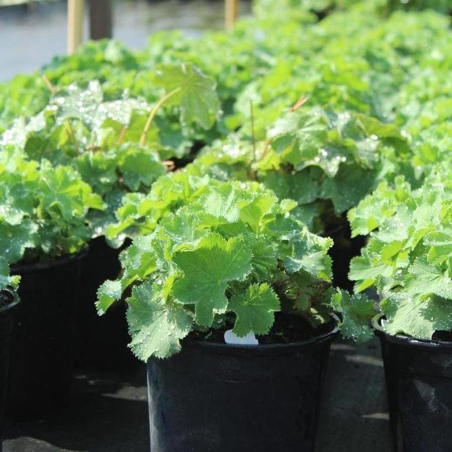 Alchemilla mollis 'Thriller' - Lady's Mantle from Great Lakes Landscape Supply