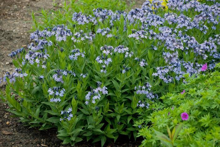 Amsonia Blue Ice
