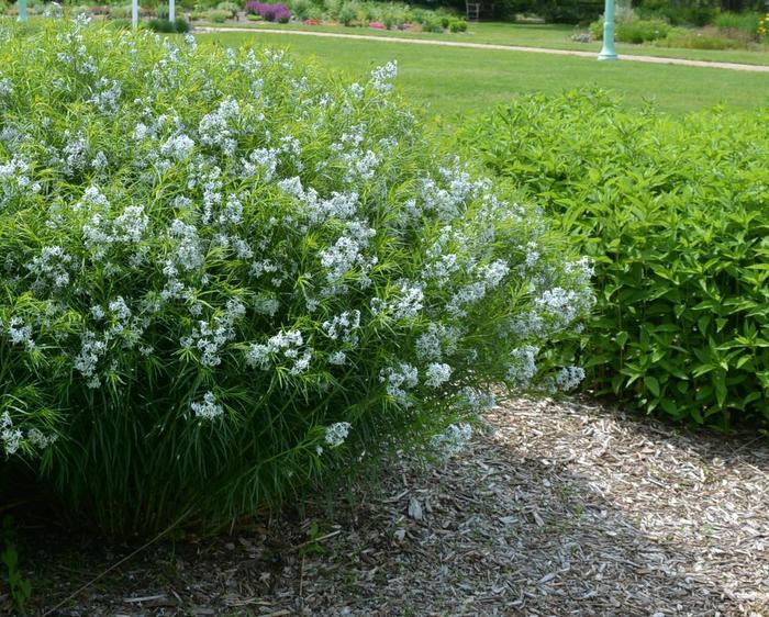 Amsonia ciliata Halfway to Arkansas