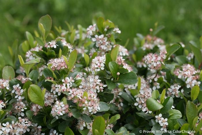 Aronia melanocarpa Low Scape Mound&reg;