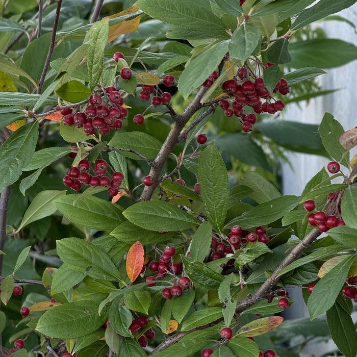 Aronia arbutifolia Brilliantissima