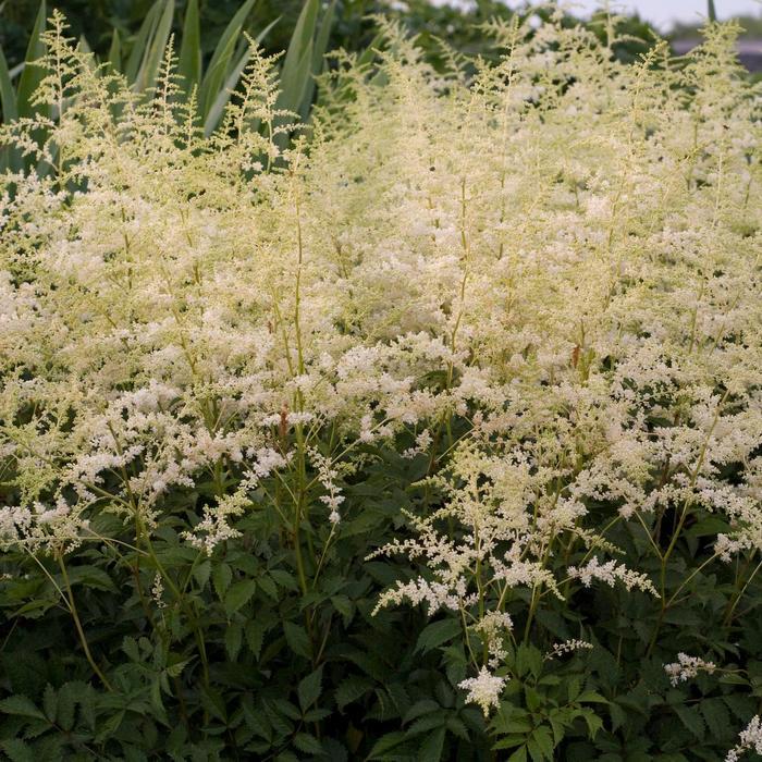 Astilbe x arendsii Bridal Veil&reg;