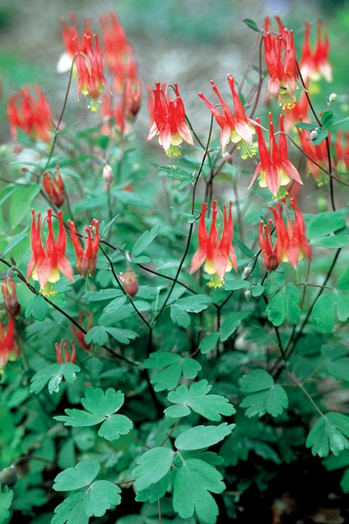 Aquilegia canadensis Little Lanterns