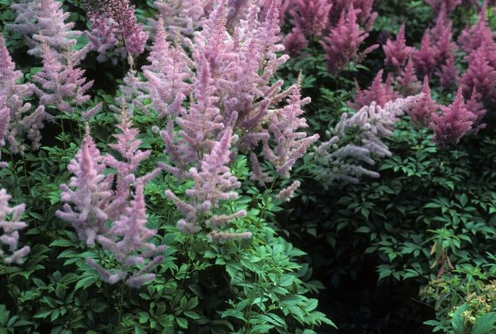Astilbe x arendsii Gloria