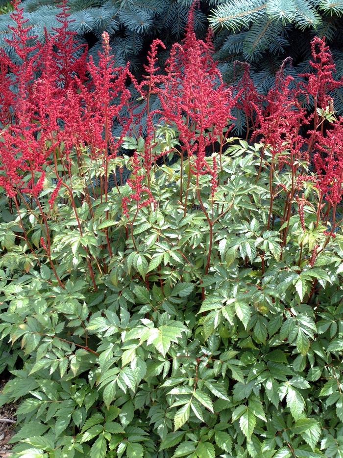 Astilbe x arendsii Glow (Glut)