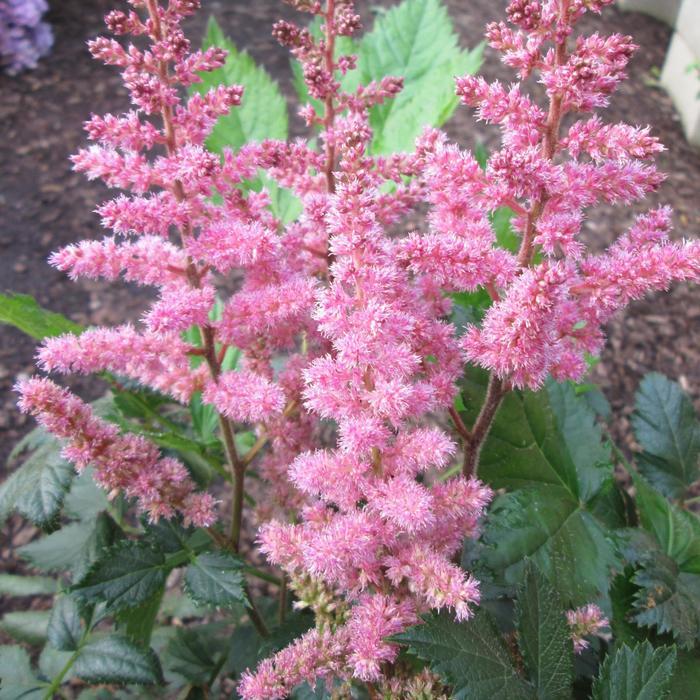 Astilbe chinensis Visions in Pink
