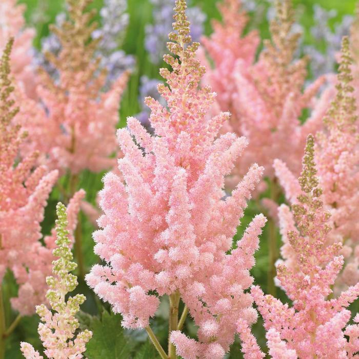 Astilbe chinensis Visions Inferno