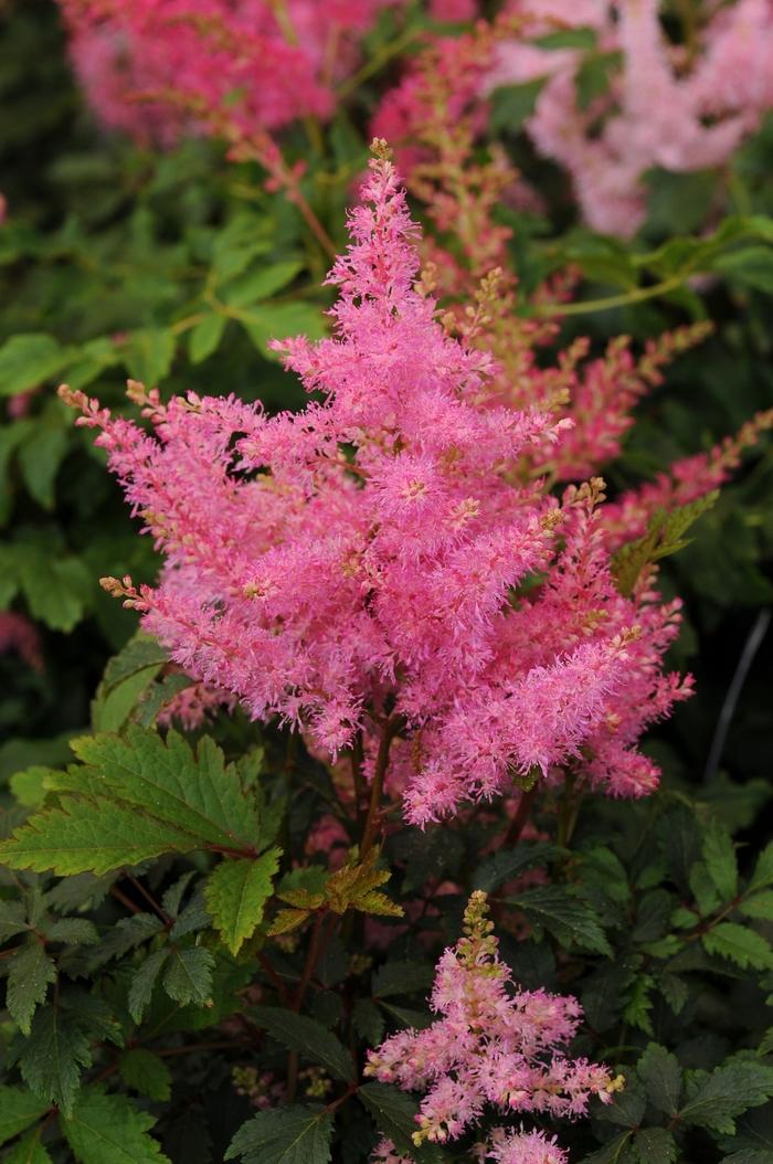 Astilbe japonica Younique&trade; Pink