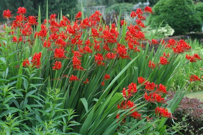 Crocosmia aurea Lucifer