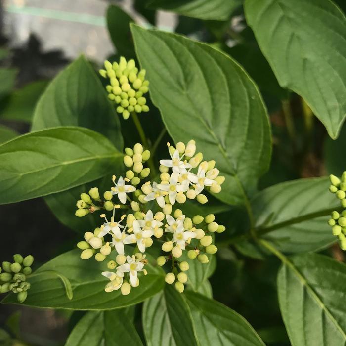 Cornus stolonifera Arctic Fire&reg; Yellow 