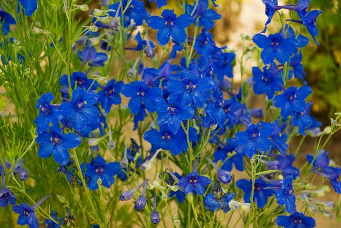 Delphinium grandiflorum Summer Nights