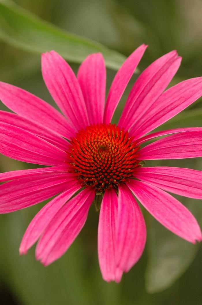 Echinacea purpurea Ruby Star (Rubinstern)