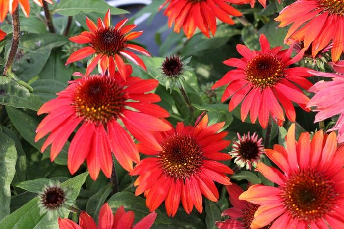 Echinacea Sombrero&reg; Sangrita