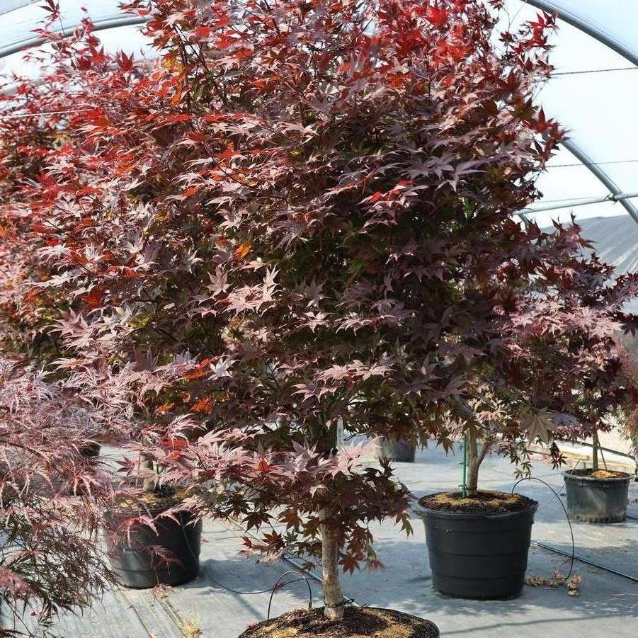 Acer palmatum var. atropurpureum 'Bloodgood' - Japanese Maple from Great Lakes Landscape Supply
