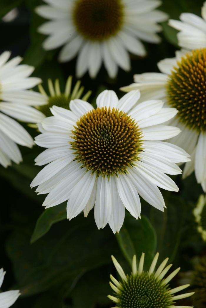 Echinacea Sombrero&reg; Blanco