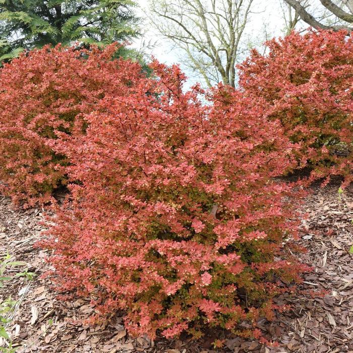 Berberis thunbergii Sunjoy Fast Neo&reg;