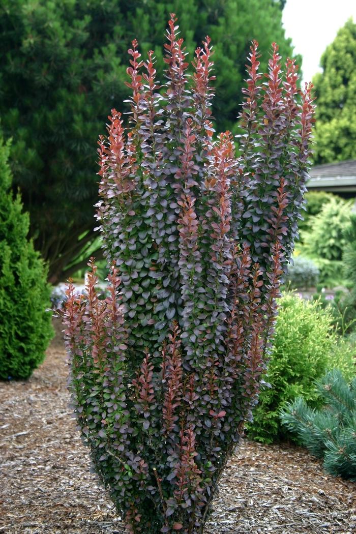 Berberis thunbergii Helmond Pillar