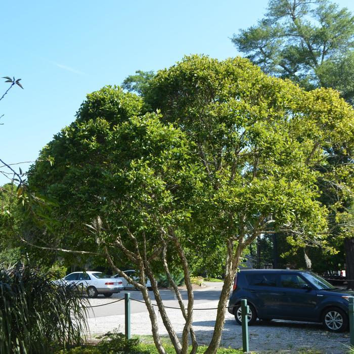 Betula nigra Fox Valley&trade; Little King