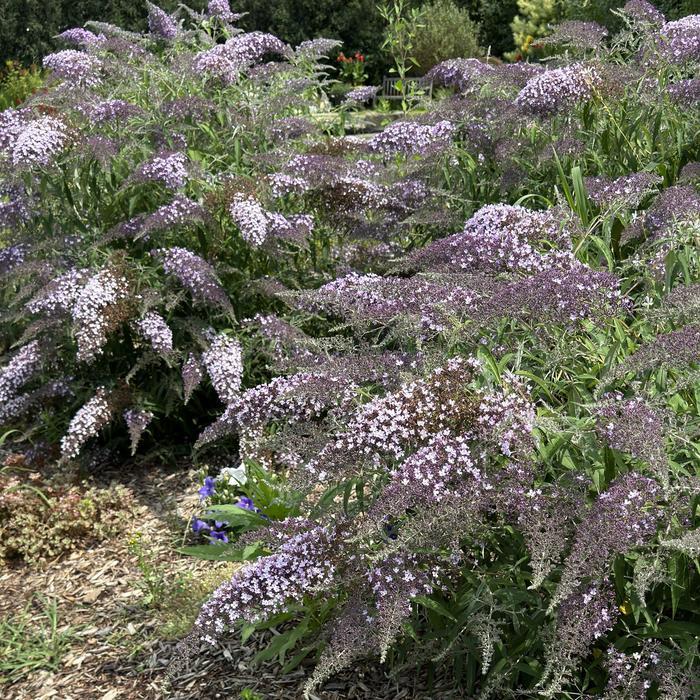 Buddleia Grand Cascade