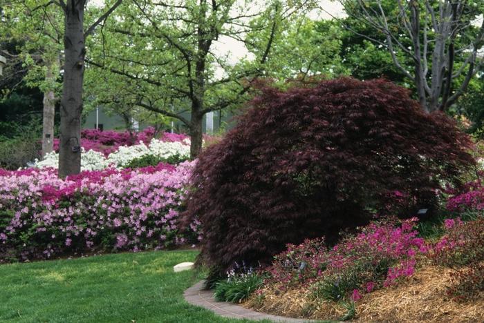 Acer palmatum var. dissectum Red Select