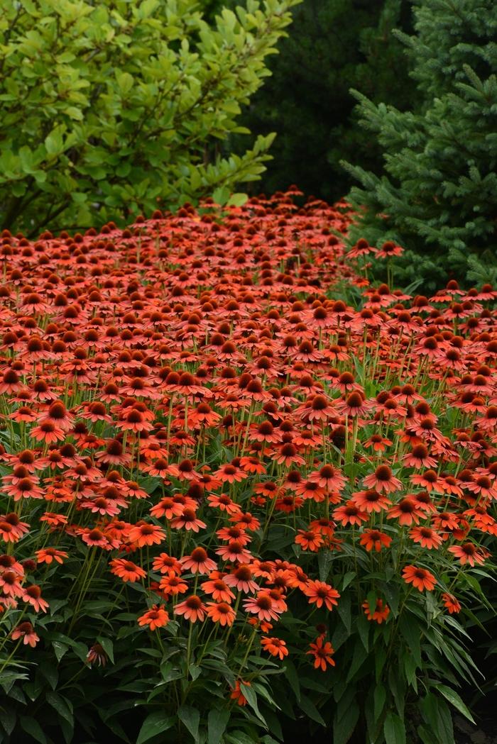 Echinacea Sombrero&reg; Flamenco Orange