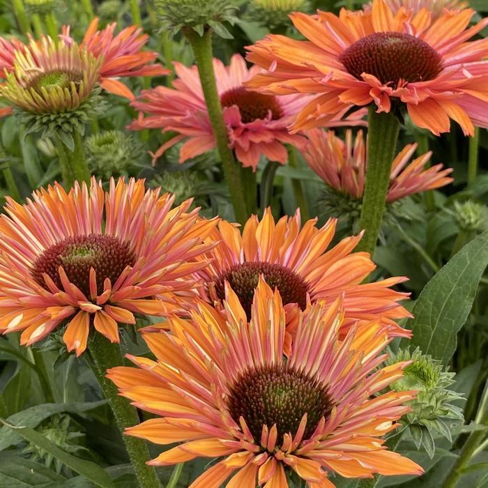 Echinacea Sunseekers Rainbow