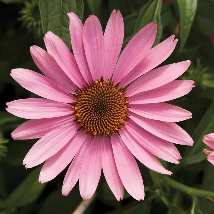 Echinacea purpurea Prairie Splendor&trade; Deep Rose