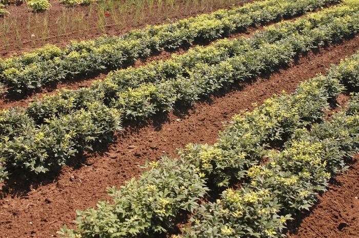 Euonymus alatus Rudy Haag